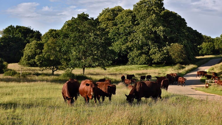 A small herd of cows graze amongs long grass beside a track that passes trees